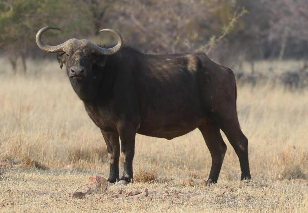 Boabab Lodge Mabula Game Reserve Exterior foto